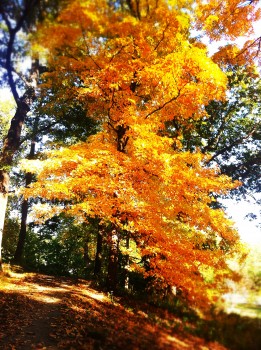 Fall foliage at the arboretum
